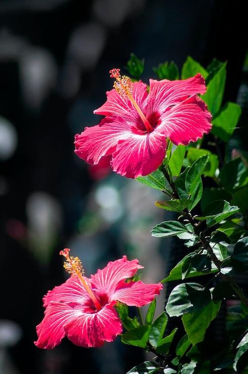 Product: Hibiscus Plant